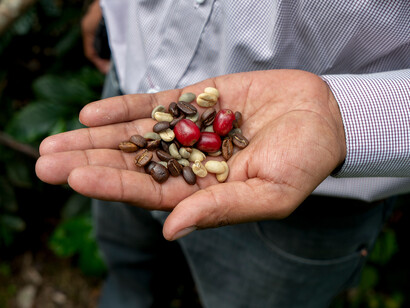 Coffee beans in the different stages of the process, ph. Willy Castellanos