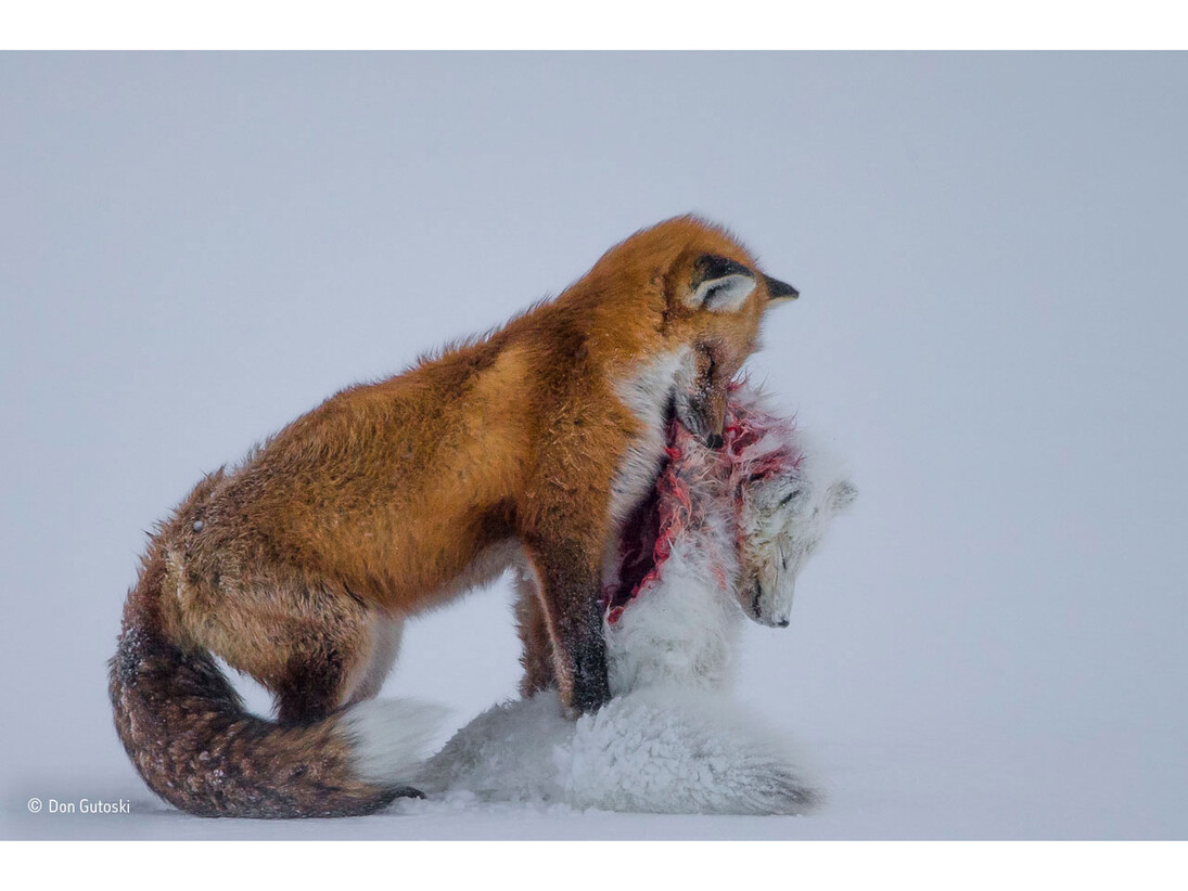 A tale of two foxes, Don Gutoski, Canada / Wildlife Photographer of the Year 2015
