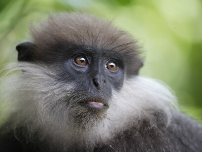 Purple-faced Leaf Monkey © Gehan de Silva Wijeyeratne
