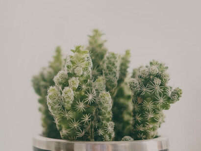 Apostar por la sustentabilidad es un modo de resistencia: elegir qué conservar, reparar y sostener para habitar el futuro con más conciencia