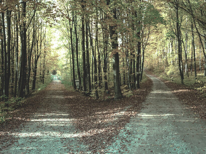 Forked path in a forest: to know one can err is to be human