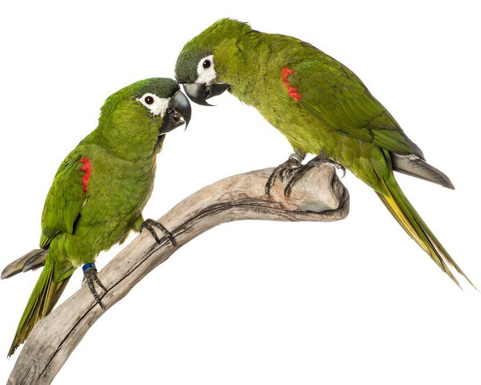 Ara. Courtesy of Museum of Natural History