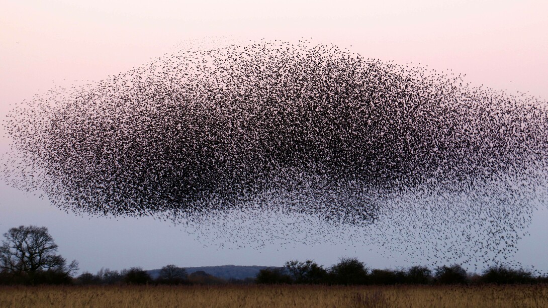 Stormo di uccelli nel cielo: "In un mondo che ci spinge talvolta verso il banale, la semplicità ci invita a riscoprire la bellezza dello stormo degli uccelli nel cielo, un assetto di volo semplice e insieme complesso. È un invito a vivere con grazia e consapevolezza, abbracciando l'essenza della vita in tutta la sua pura, chiara e semplice bellezza"