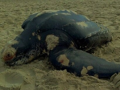 Tartaruga-de-couro (Dermochelys coriacea)
