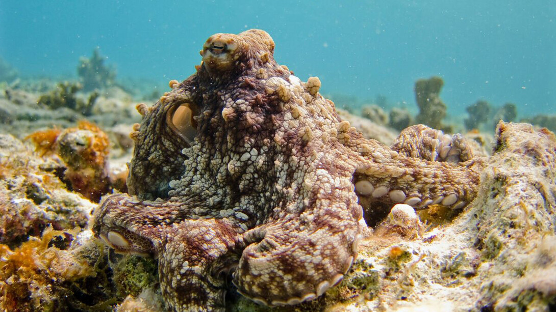 "My octopus teacher" (Il mio amico in fondo al mare) vincitore dell’Oscar 2021 come miglior documentario 