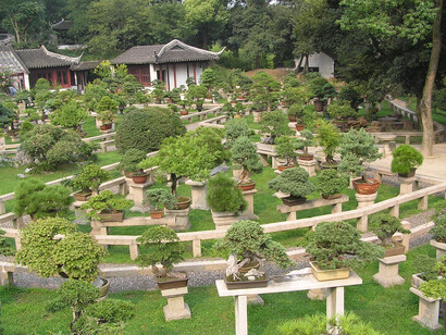Bonsai nel giardino della pagoda Yunyan