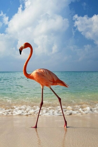 El esbelto flamenco rosado del Caribe es un visitante asiduo de la isla