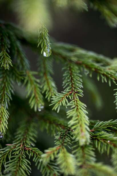 In the Garden IV, ph. Michael Stillwater
