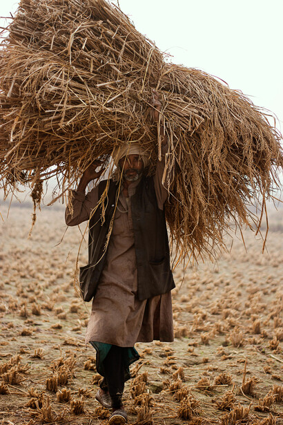 An adult farmer walks across a field, carrying a large bundle of freshly harvested hay on his shoulders