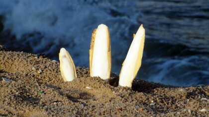 "Ossi di seppia" è il titolo della prima raccolta poetica di Eugenio Montale pubblicata nel 1925 