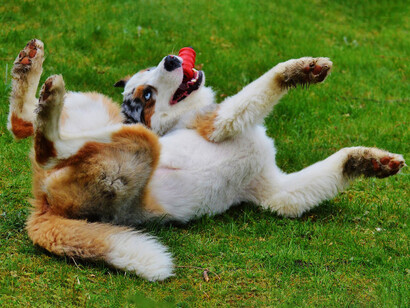 Baciarsi con il proprio animale non è proprio un atteggiamento sano