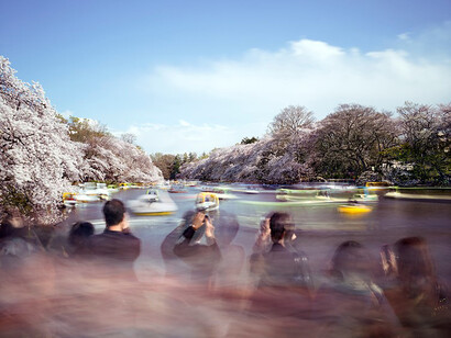 Hanami #14, Inokashira Park, Saturday April 5th, 2014, Tokyo (TV14614), 2014 ©Matthew Pillsbury / Courtesy of Benrubi Gallery, NYC