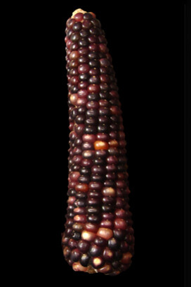 Variedad de maíz olotón