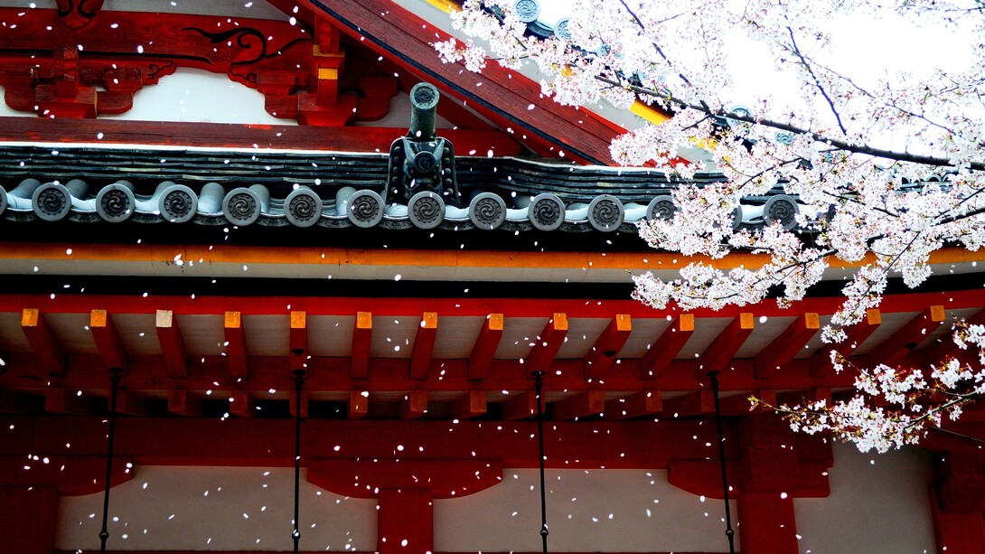 La magia de los cerezos en flor, una metáfora de la vida