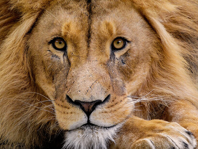 Panthera leo (león) macho