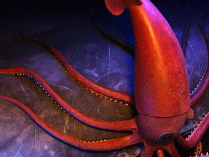 Milstein Hall of Ocean Life. Courtesy of American Museum of Natural History