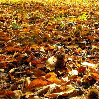 Tappeto autunnale di castagne