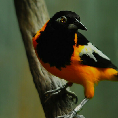 Venezuelan troupial