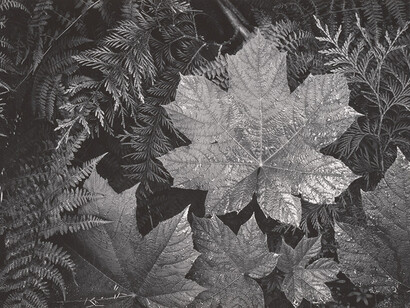Ansel Adams, Leaves, Glacier National Park, Montana, 1942. Courtesy of the Cincinnati Art Museum