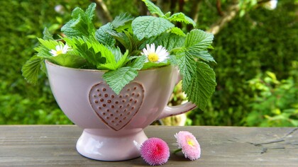 Naturopatia