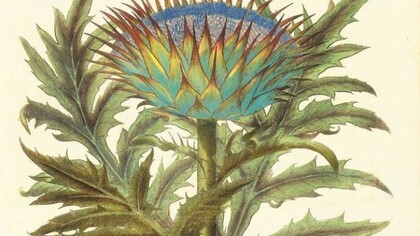 Hortus Eystettensis di Basilius Besler
