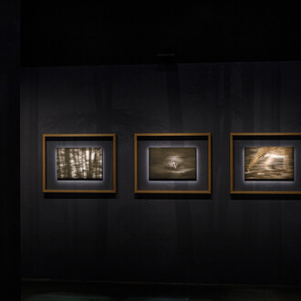 En forêt avec Vincent Munier, vue d'exposition. Avec l'aimable autorisation du Musée des Confluences