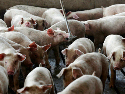 Le condizioni deprecabili degli animali negli allevamenti intensivi