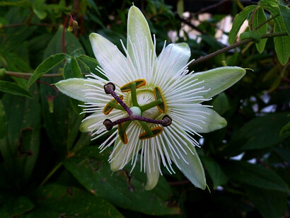 Il fiore della passiflora bianca