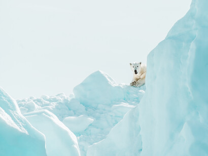 Il Polo Nord, l’Artico, come l’Antartide non devono essere terre di conquista ma luoghi nei quali combattere per preservare la Terra, il miracolo della vita in essa sbocciata milioni di anni fa!