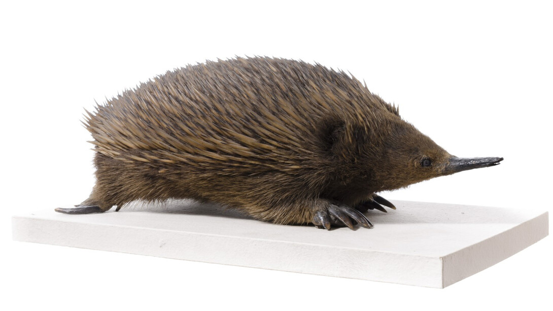 Mammals. Courtesy of Tadas Ivanauskas Zoological Museum