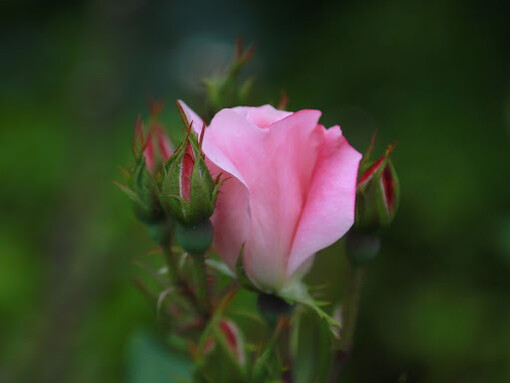 La strada per metabolizzare il dolore traumatico impone di posizionare sullo sfondo la realtà dei fatti 