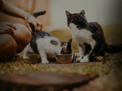 Gatti randagi mangiano dalla ciotola. All'ora della pappa, mi avvicinavo anch'io e separavo una parte di cibo per il Poeta, e un po' appartato lo accarezzavo e lui divorava il cibo, aveva tanta fame e così facendo potevo alimentare anche la mamma