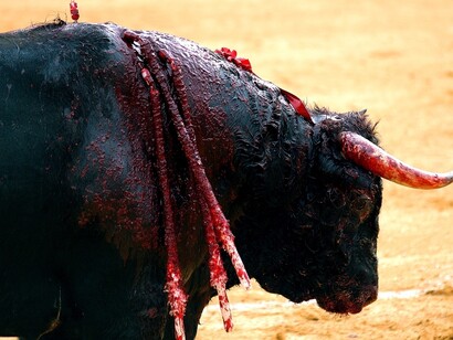 Un toro de lidia a punto de recibir la estocada final