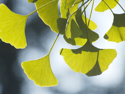 Foglie di Ginkgo biloba