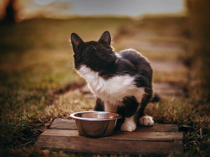 Gatto davanti alla ciotola vuota. Bisogna finirla di fare gli snob, si disse un giorno Pirata, e si decise di andare in giro in cerca di cibo