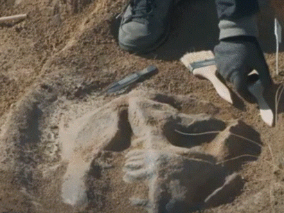 Sito archeologico, fossile rinvenuti da archeologi