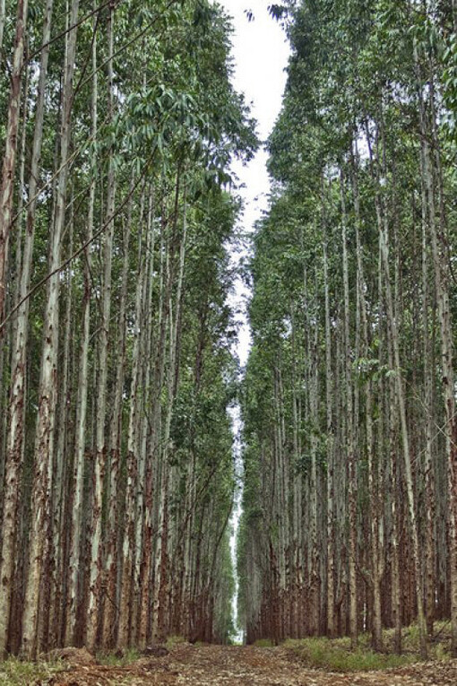 Monocultivo de eucalipto