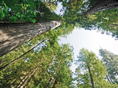 Foresta