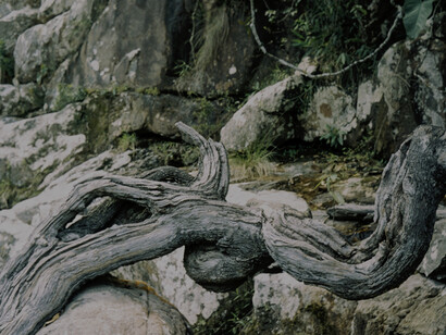 A natureza serve de ponte para o mundo espiritual, com cada elemento carregando histórias e ensinamentos. Foto: David Rodrigues