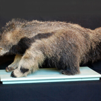 Zoología Vertebrados. Courtesy of Museo de La Plata
