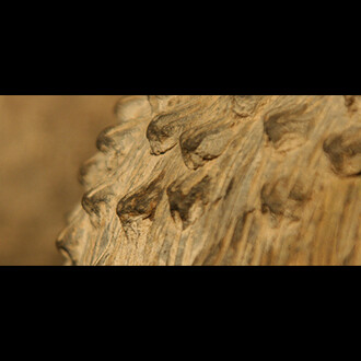 Bright Animals and Dull Plants. Courtesy of Museo Chileno de Arte Precolombino