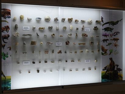 Territorio fósil, vista de exhibición. Cortesía del Museo de Historia Natural La Tatacoa