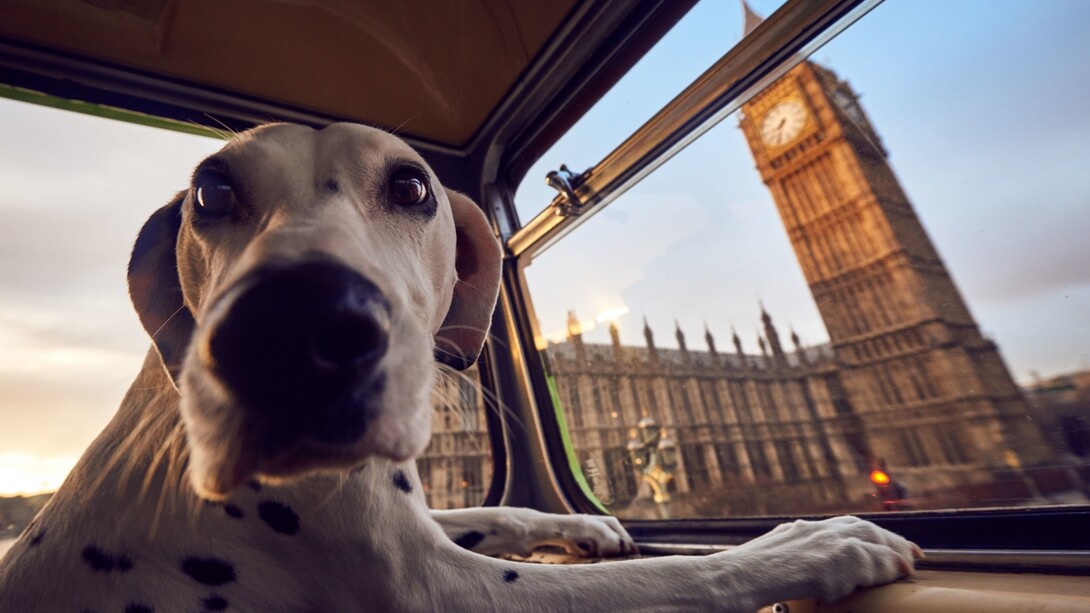 El K9 es un autobús turístico que ofrece una ruta pensada especialmente para perros