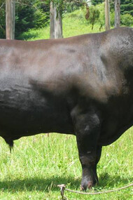 Il bue di Kobe, Kurolem Wagyu