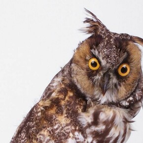 The Philosophy Chamber. Courtesy of Harvard Art Museums