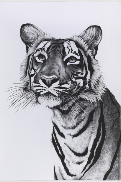 Tiger Portrait Posing, charcoal on paper, 70x 99cm