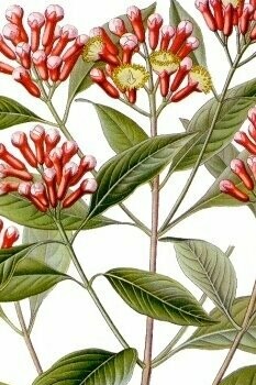 Syzygium aromaticum, ilustración de Eugen Köhler publicada en 1897