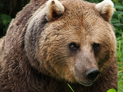 Orso avvistato in Trentino Alto Adige, Italia