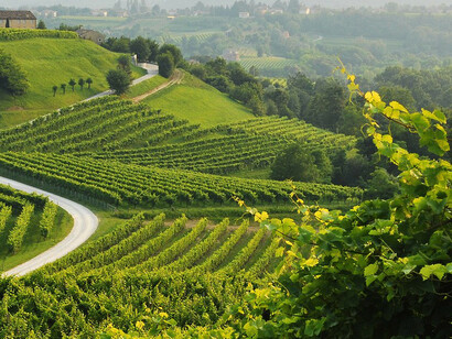 Strada del vino Colli Euganei