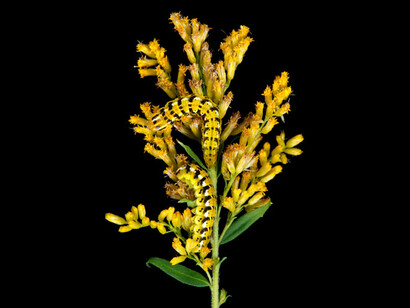 New England Caterpillars. Courtesy of Museum of Science